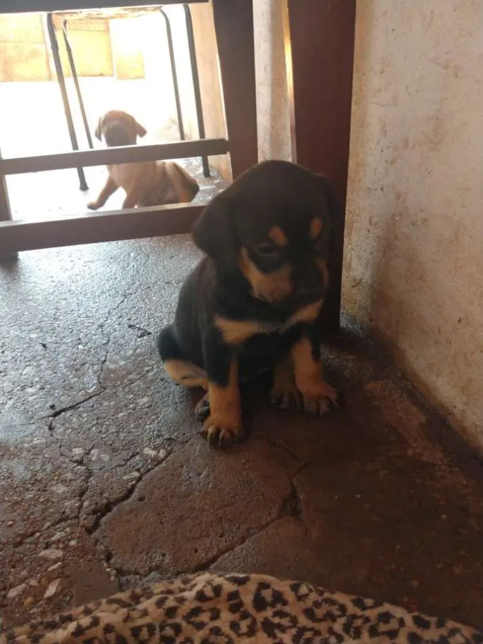 Cachorro ra a  idade 2 a 6 meses nome Pirulito l, nina