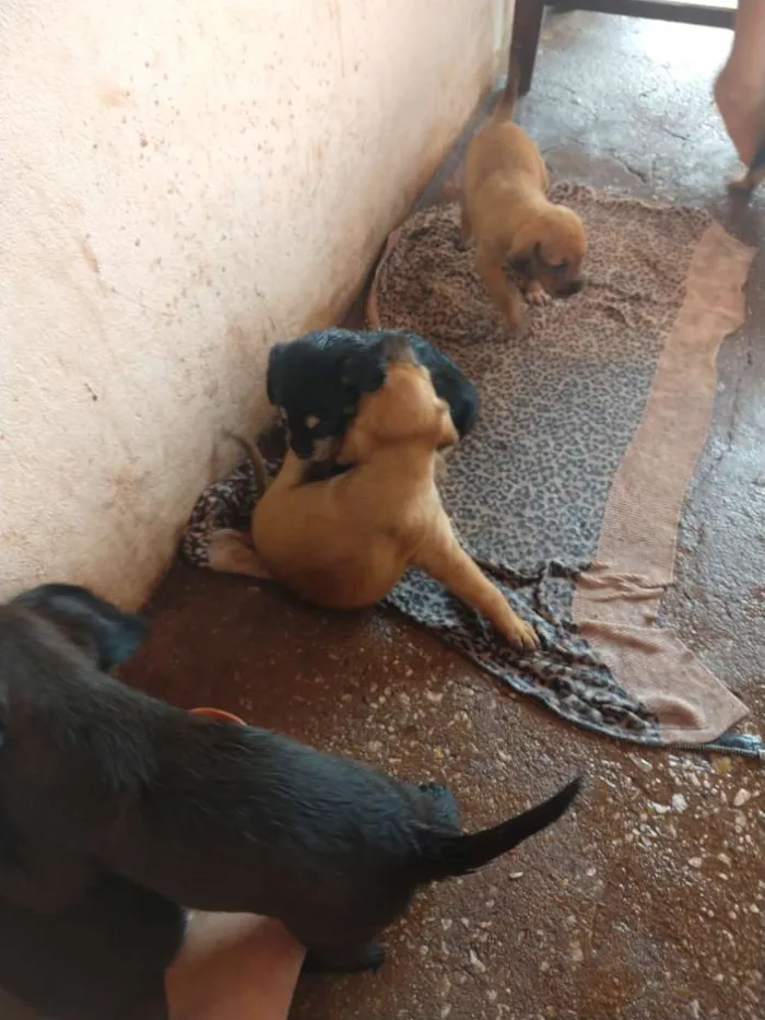 Cachorro ra a  idade 2 a 6 meses nome Pirulito l, nina