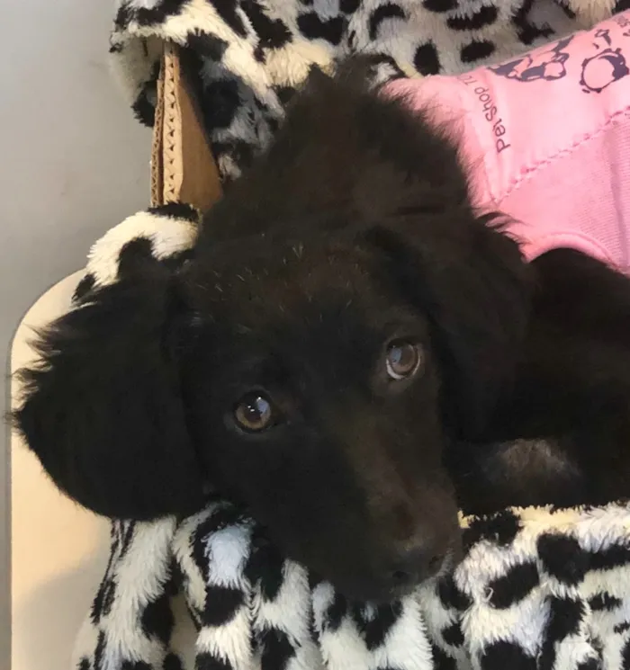 Cachorro ra a Srd idade 7 a 11 meses nome Pérola 