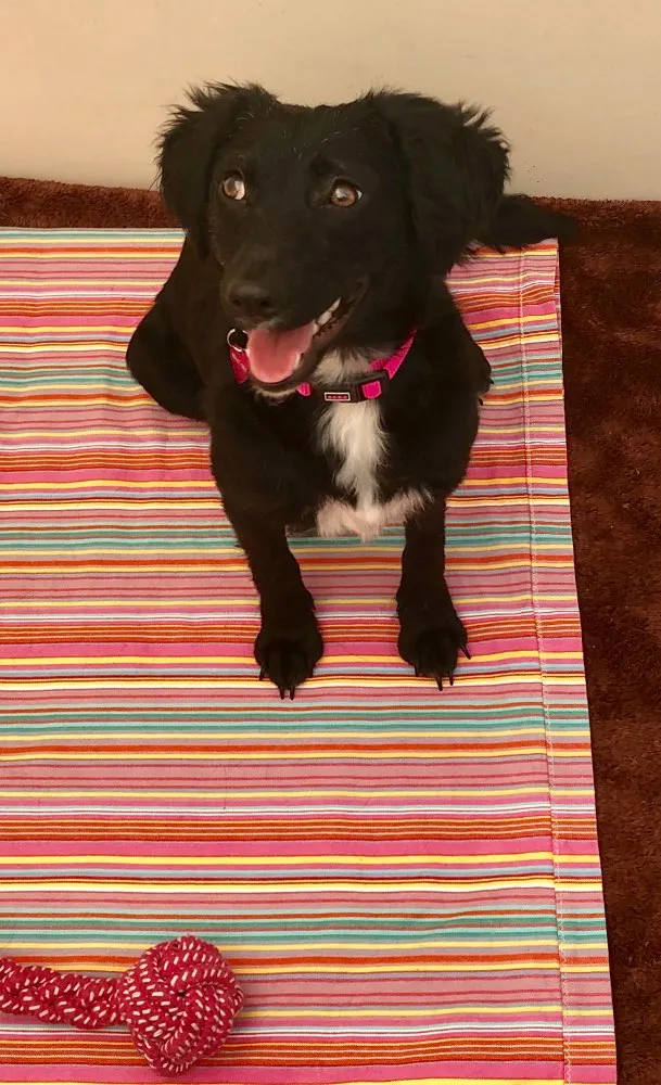 Cachorro ra a Srd idade 7 a 11 meses nome Pérola 