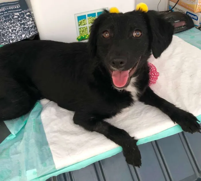 Cachorro ra a Srd idade 7 a 11 meses nome Pérola 