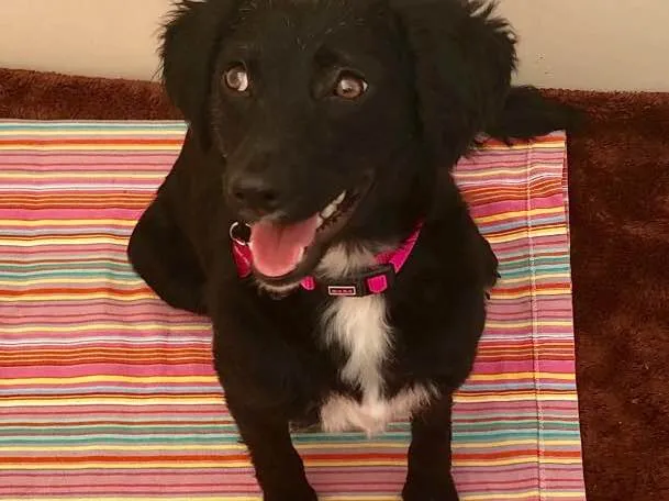 Cachorro ra a Srd idade 7 a 11 meses nome Pérola 