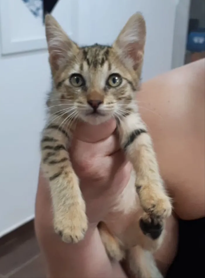 Gato ra a SRD idade 2 a 6 meses nome Guga 