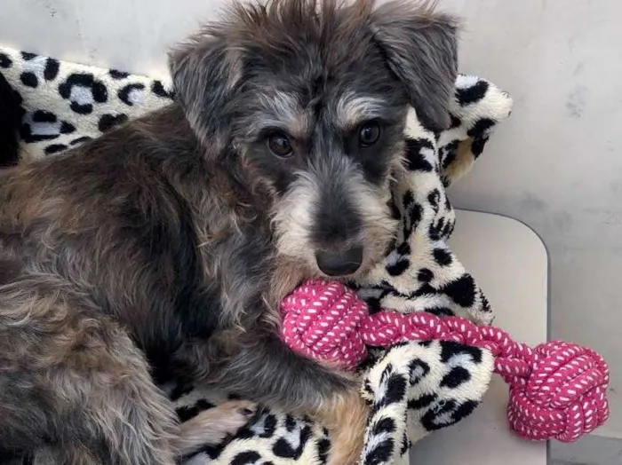 Cachorro ra a Srd idade 7 a 11 meses nome Luna