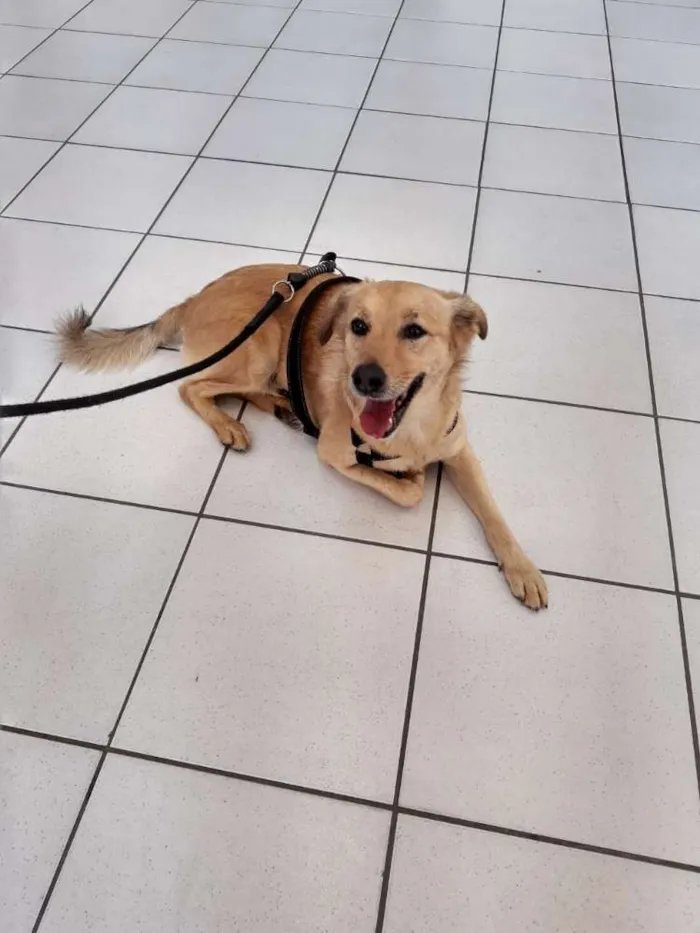 Cachorro ra a Vira lata idade 5 anos nome Luke