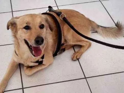 Cachorro ra a Vira lata idade 5 anos nome Luke