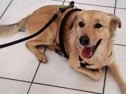Cachorro ra a Vira lata idade 5 anos nome Luke