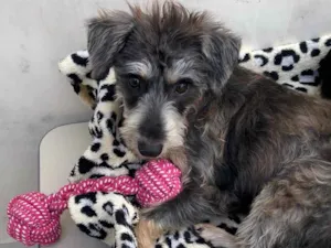 Cachorro raça Srd idade 7 a 11 meses nome Luna