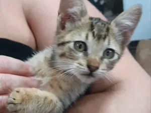 Gato raça SRD idade 2 a 6 meses nome Guga 