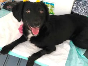 Cachorro raça Srd idade 7 a 11 meses nome Pérola 