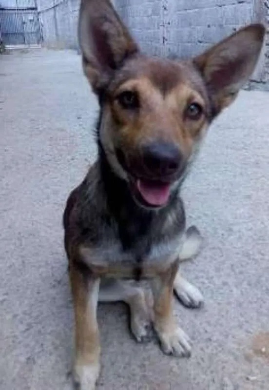 Cachorro ra a srd idade 1 ano nome TUTTY
