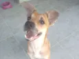 Pequi