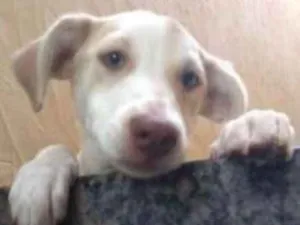 Cachorro raça SRD idade 1 ano nome Bela 