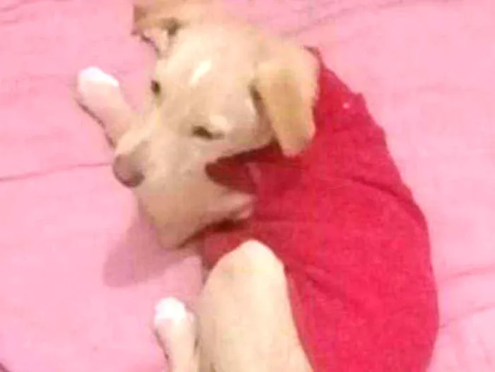 Cachorro ra a mix pinscher  idade 2 a 6 meses nome Leleco