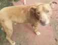 Cachorro raça Pit-Bull idade  nome PITY