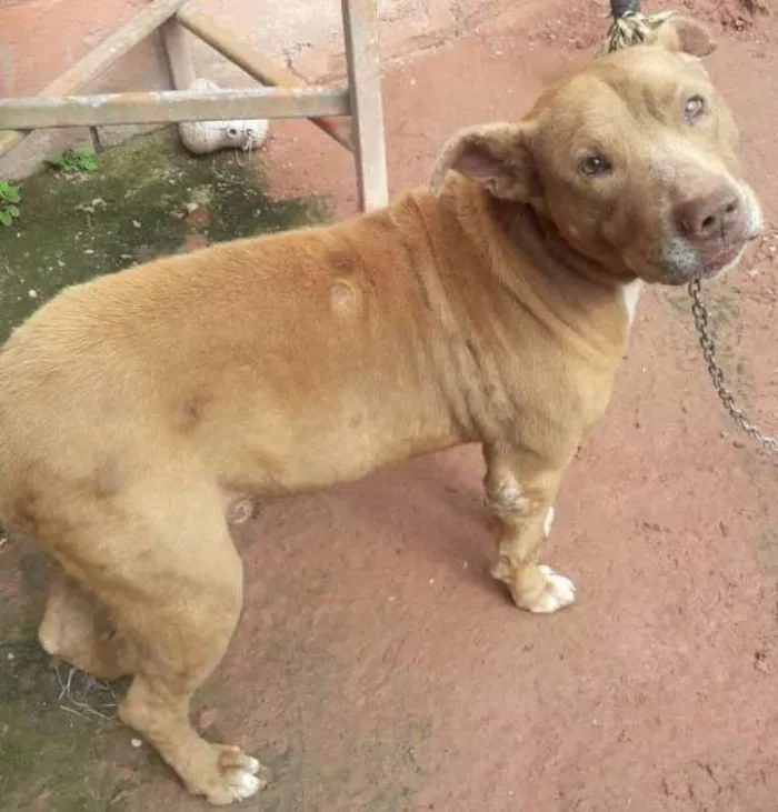 Cachorro raça Pit-Bull idade  nome PITY