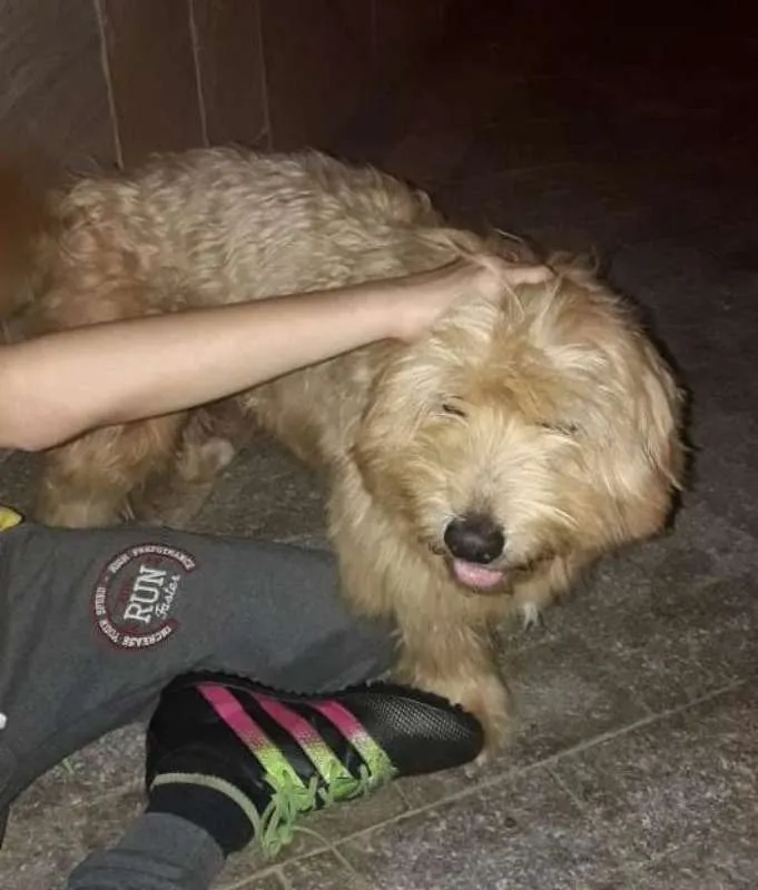 Cachorro ra a MIX POODLE idade 2 anos nome BISCUI