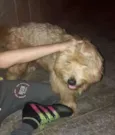 BISCUI