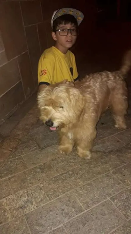 Cachorro ra a MIX POODLE idade 2 anos nome BISCUI