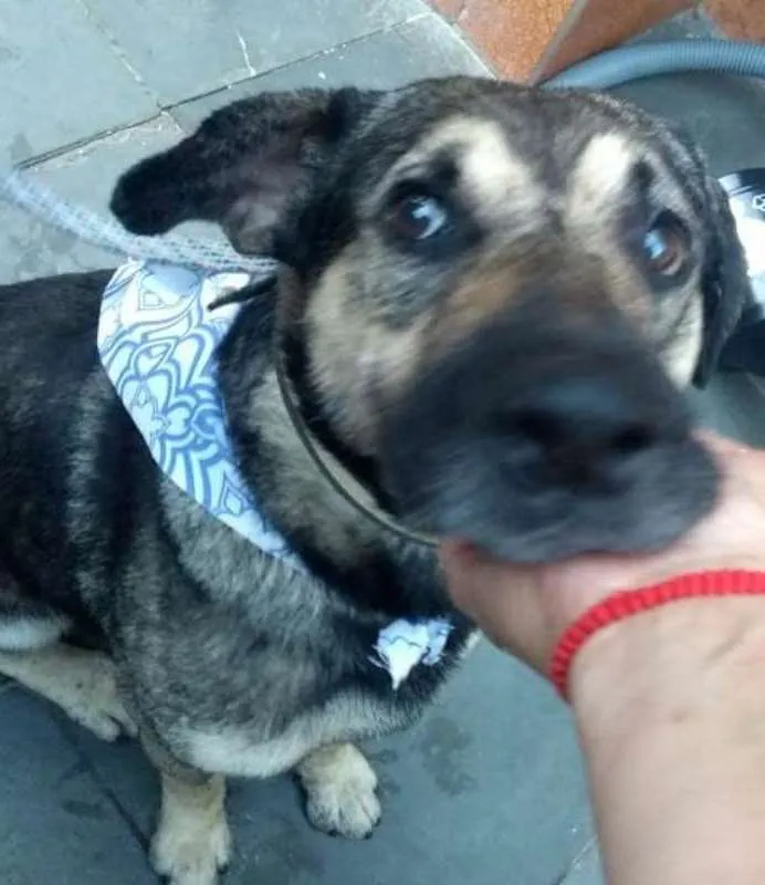 Cachorro raça SRD idade 6 ou mais anos nome PITOCO