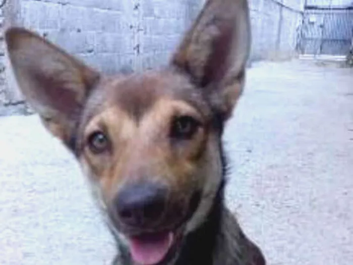 Cachorro ra a srd idade 1 ano nome TUTTY