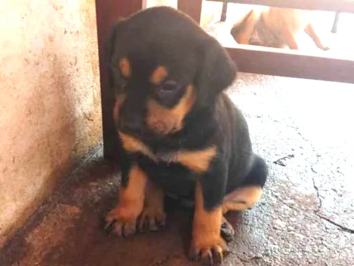 Cachorro ra a  idade 2 a 6 meses nome Pirulito l, nina