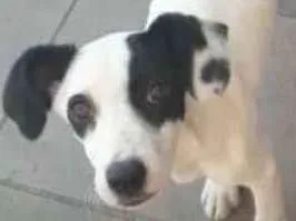 Cachorro raça SRD idade 7 a 11 meses nome Pandora