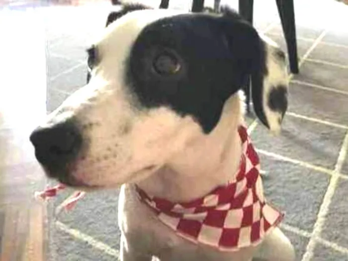 Cachorro ra a SRD idade 7 a 11 meses nome Pandora