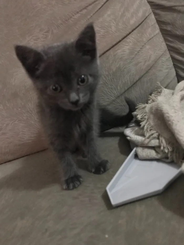 Gato ra a SRD idade Abaixo de 2 meses nome Luna