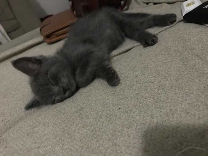 Gato ra a SRD idade Abaixo de 2 meses nome Luna