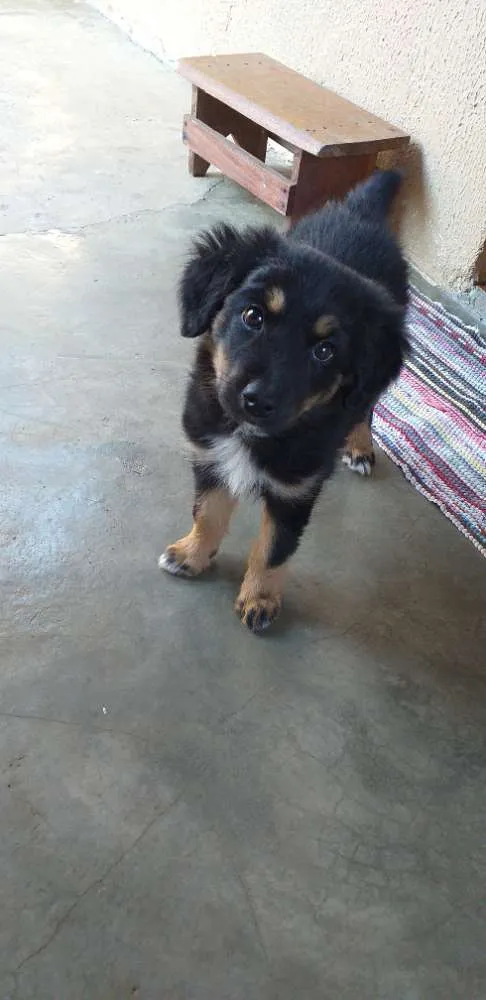Cachorro raça misturado  idade 2 a 6 meses nome Kakau