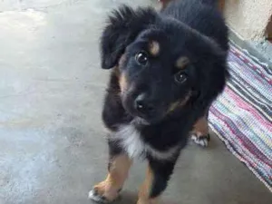 Cachorro raça misturado  idade 2 a 6 meses nome Kakau