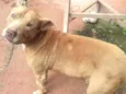 Cachorro raça Pit-Bull idade  nome PITY