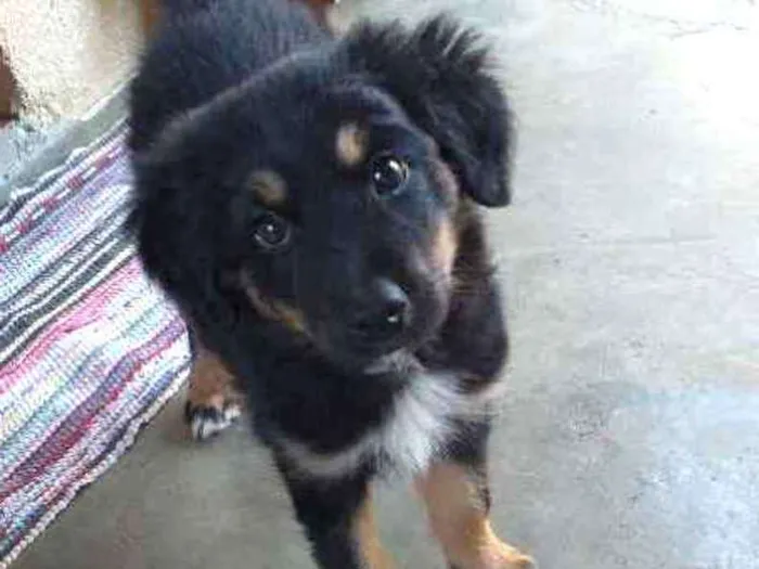 Cachorro raça misturado  idade 2 a 6 meses nome Kakau