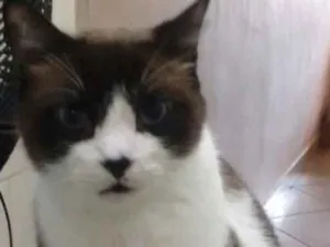 Gato raça Sem raça idade 2 anos nome Fred