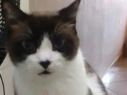 Gato ra a Sem raça idade 2 anos nome Fred