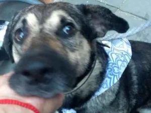 Cachorro raça SRD idade 6 ou mais anos nome PITOCO