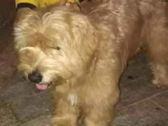 Cachorro ra a MIX POODLE idade 2 anos nome BISCUI