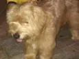 BISCUI