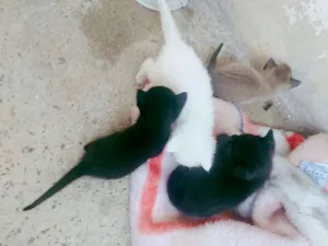 Gato raça SRD idade Abaixo de 2 meses nome Nao tem