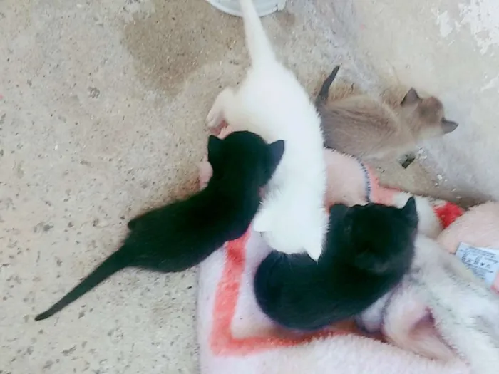 Gato ra a SRD idade Abaixo de 2 meses nome Nao tem