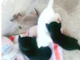 Nao tem