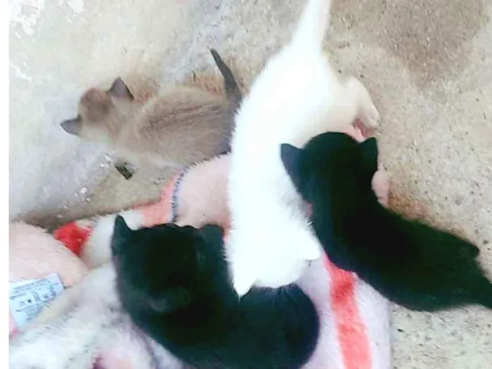 Gato ra a SRD idade Abaixo de 2 meses nome Nao tem