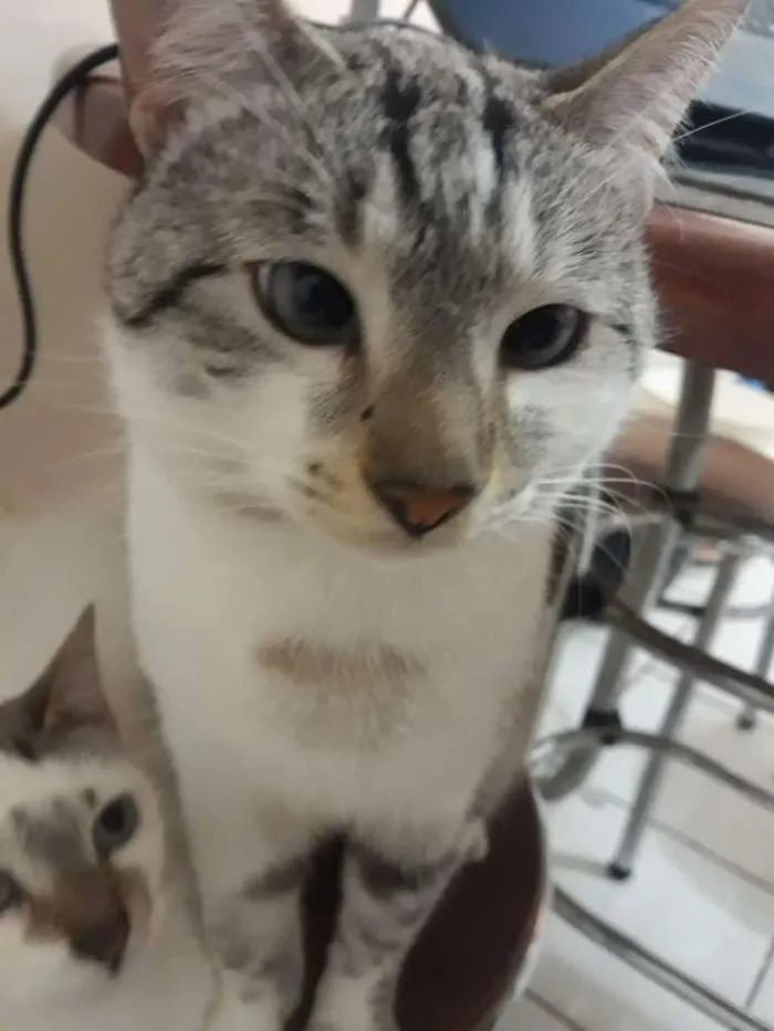 Gato ra a Siamês  idade 1 ano nome Iron