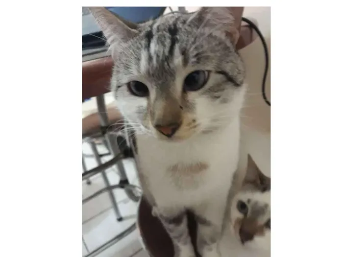 Gato ra a Siamês  idade 1 ano nome Iron