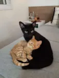 Nutella e Curau