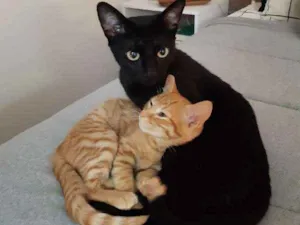 Gato raça SRD idade 2 a 6 meses nome Nutella e Curau