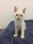 Mingau