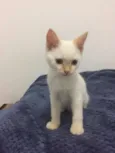 Mingau