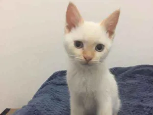 Gato raça SRD idade 2 a 6 meses nome Mingau